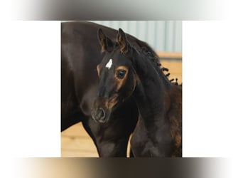 Schwedisches Warmblut, Hengst, Fohlen (04/2026), Rappe