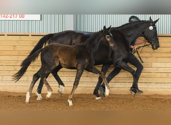 Schwedisches Warmblut, Hengst, Fohlen (04/2026), Rappe
