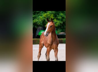 Schwedisches Warmblut, Hengst, Fohlen (06/2025), Rotbrauner