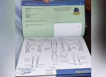 Schwedisches Warmblut, Stute, 11 Jahre, 167 cm, Brauner