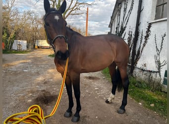 Schwedisches Warmblut, Stute, 11 Jahre, 167 cm, Brauner