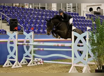 Schwedisches Warmblut, Stute, 12 Jahre, 170 cm, Dunkelbrauner