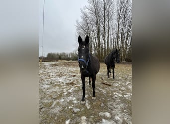 Schwedisches Warmblut, Stute, 14 Jahre, 165 cm, Dunkelbrauner