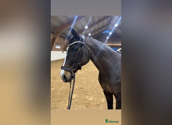 Schwedisches Warmblut, Stute, 18 Jahre, 165 cm, Dunkelbrauner