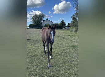 Schwedisches Warmblut, Stute, 1 Jahr, 168 cm, Schimmel
