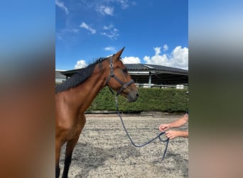 Schwedisches Warmblut, Stute, 20 Jahre, 166 cm, Brauner