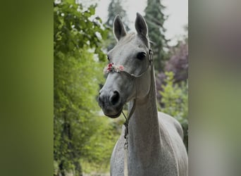 Schwedisches Warmblut, Stute, 23 Jahre, 164 cm, Schimmel