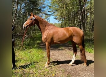 Schwedisches Warmblut, Stute, 4 Jahre, 165 cm, Dunkelfuchs