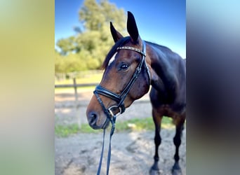 Schwedisches Warmblut, Stute, 4 Jahre, 169 cm, Brauner