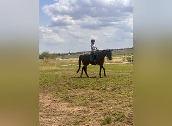 Schwedisches Warmblut Mix, Stute, 5 Jahre, 153 cm, Brauner