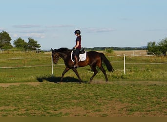Schwedisches Warmblut Mix, Stute, 5 Jahre, 155 cm, Dunkelbrauner