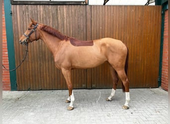 Schwedisches Warmblut, Stute, 5 Jahre, 166 cm, Dunkelfuchs
