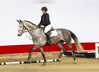 Schwedisches Warmblut, Stute, 5 Jahre, 172 cm, Grullo