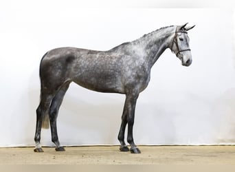 Schwedisches Warmblut, Stute, 5 Jahre, 172 cm, Grullo