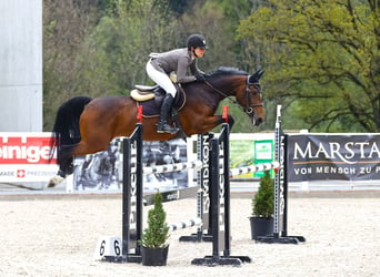 Schwedisches Warmblut, Stute, 6 Jahre, 162 cm, Brauner