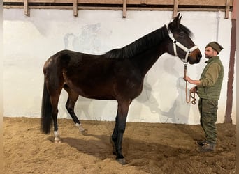 Schwedisches Warmblut, Stute, 6 Jahre, 165 cm, Schwarzbrauner