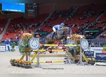 Schwedisches Warmblut, Stute, 7 Jahre, 163 cm, Dunkelbrauner
