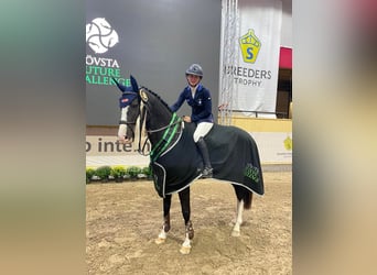 Schwedisches Warmblut, Stute, 7 Jahre, 163 cm, Dunkelbrauner