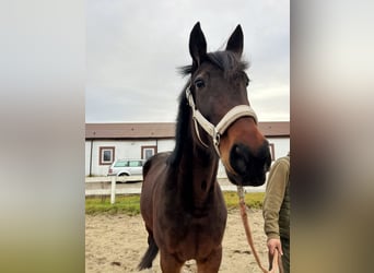Schwedisches Warmblut, Stute, 7 Jahre, 165 cm, Schwarzbrauner
