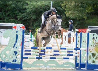 Schwedisches Warmblut, Stute, 7 Jahre, 170 cm, Schimmel