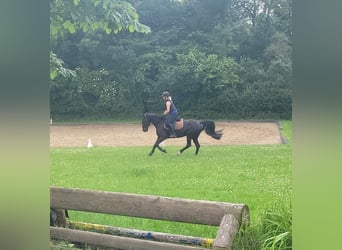 Schwedisches Warmblut Mix, Stute, 8 Jahre, 156 cm, Rappe