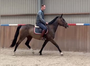 Schwedisches Warmblut, Stute, 8 Jahre, 163 cm, Brauner