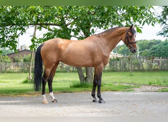 Schwedisches Warmblut, Stute, 8 Jahre, 166 cm, Brauner