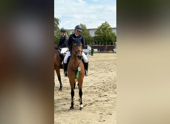 Schwedisches Warmblut, Stute, 8 Jahre, 170 cm, Brauner