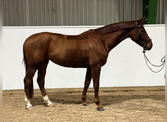 Schwedisches Warmblut, Stute, 8 Jahre, 174 cm, Dunkelfuchs