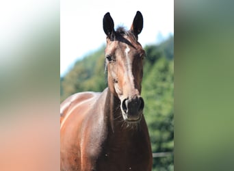 Schwedisches Warmblut Mix, Stute, 9 Jahre, 165 cm, Brauner