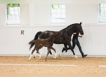 Schwedisches Warmblut, Stute, Fohlen (06/2026), 170 cm, Rappe