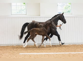 Schwedisches Warmblut, Stute, Fohlen (06/2026), 170 cm, Rappe