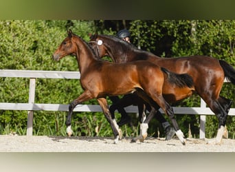 Schwedisches Warmblut, Stute, Fohlen (03/2026), Brauner