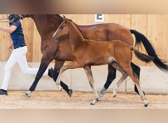 Schwedisches Warmblut, Stute, Fohlen (05/2026), Brauner