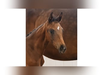 Schwedisches Warmblut, Stute, Fohlen (06/2026), Brauner