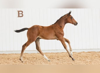 Schwedisches Warmblut, Stute, Fohlen (06/2026), Brauner