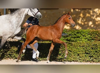 Schwedisches Warmblut, Stute, Fohlen (04/2026), Brauner
