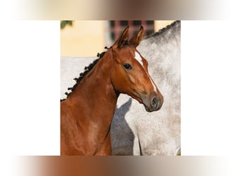 Schwedisches Warmblut, Stute, Fohlen (04/2026), Brauner