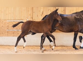 Schwedisches Warmblut, Stute, Fohlen (05/2026), Brauner