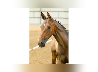 Schwedisches Warmblut, Stute, Fohlen (04/2025), Braunfalbschimmel