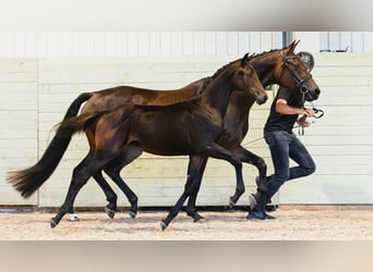 Schwedisches Warmblut, Stute, Fohlen (04/2026), Dunkelbrauner