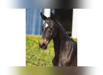 Schwedisches Warmblut, Stute, Fohlen (05/2026), Dunkelbrauner