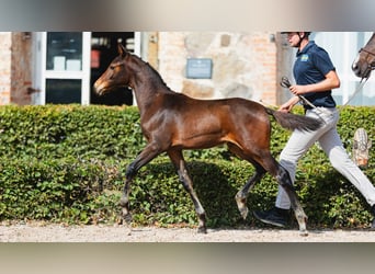 Schwedisches Warmblut, Stute, Fohlen (05/2026), Dunkelbrauner