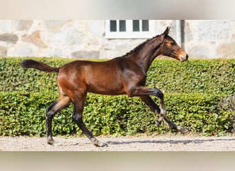 Schwedisches Warmblut, Stute, Fohlen (05/2026), Dunkelbrauner