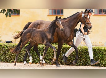 Schwedisches Warmblut, Stute, Fohlen (05/2026), Dunkelbrauner