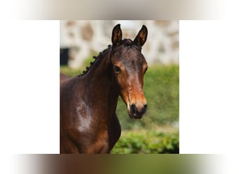 Schwedisches Warmblut, Stute, Fohlen (05/2026), Dunkelbrauner