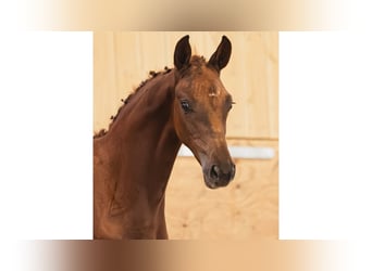 Schwedisches Warmblut, Stute, Fohlen (06/2026), Fuchs