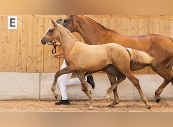 Schwedisches Warmblut, Stute, Fohlen (03/2026), Fuchs