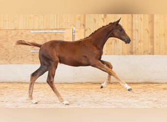 Schwedisches Warmblut, Stute, Fohlen (06/2026), Fuchs