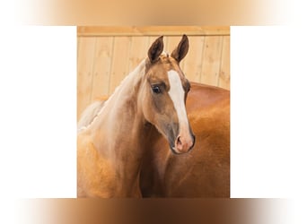Schwedisches Warmblut, Stute, Fohlen (03/2026), Fuchs